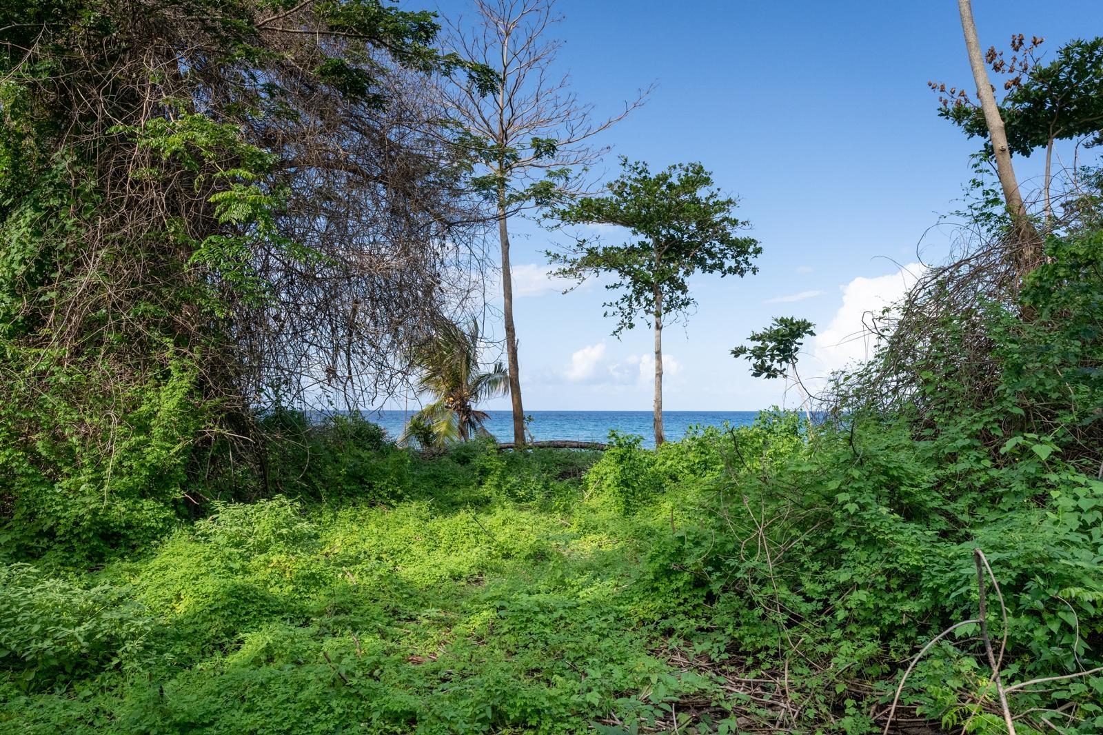 Twelfth image of Hermitage Farm in Hope Bay, Portland, Jamaica - property is For Sale