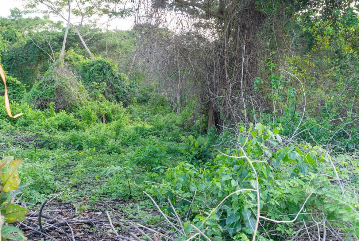 Thirteenth image of Hermitage Farm in Hope Bay, Portland, Jamaica - property is For Sale