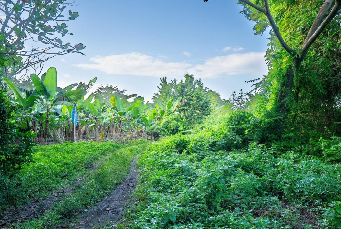 Fifteenth image of Hermitage Farm in Hope Bay, Portland, Jamaica - property is For Sale