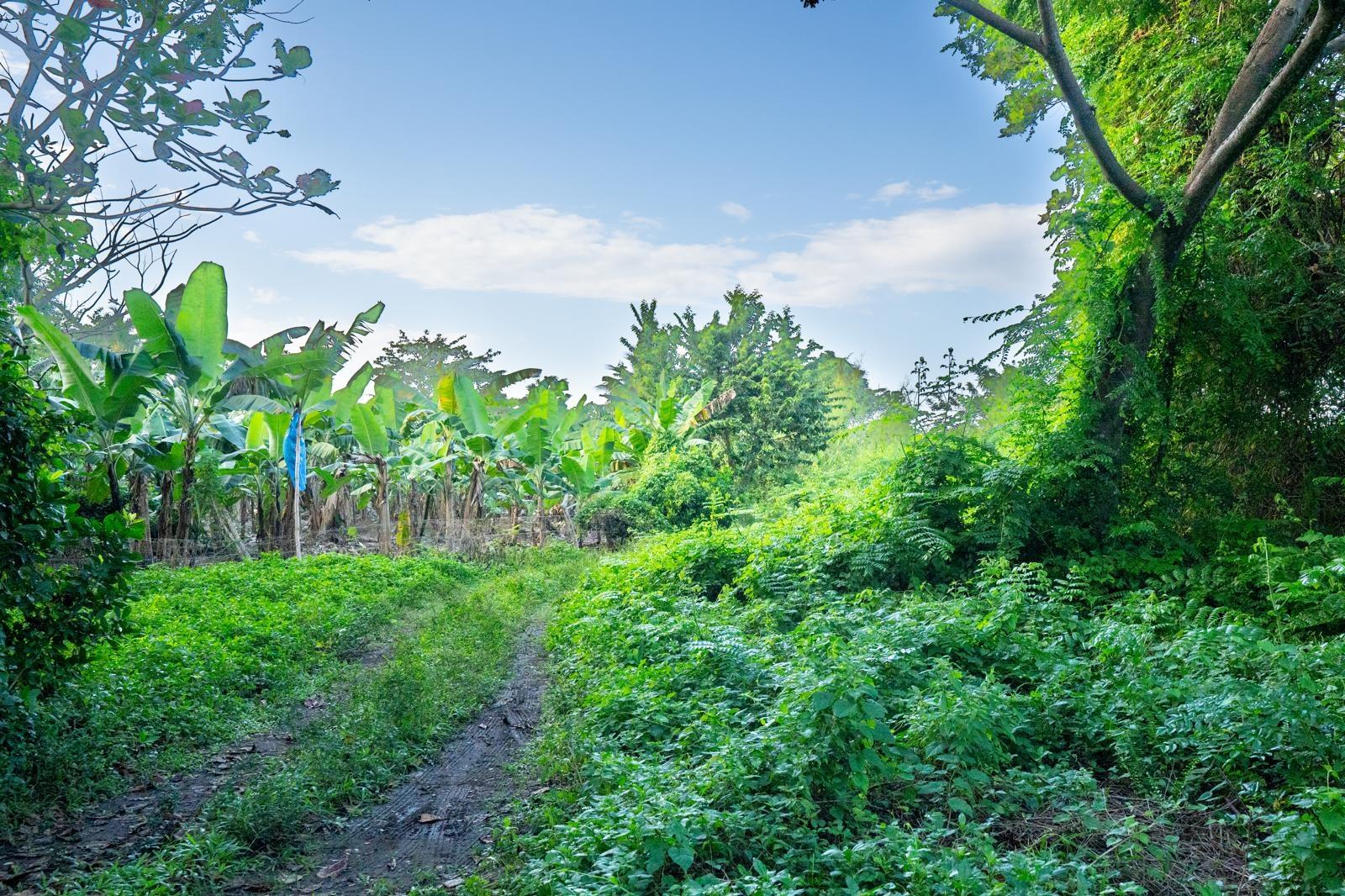 Fifteenth image of Hermitage Farm in Hope Bay, Portland, Jamaica - property is For Sale