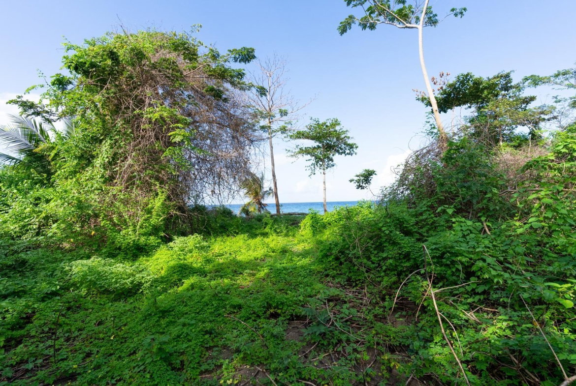 Tenth image of Hermitage Farm in Hope Bay, Portland, Jamaica - property is For Sale