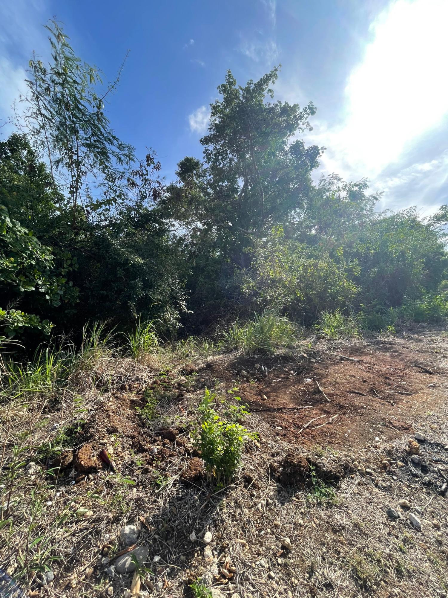 Prime-Development-Land-for-Sale-in-Clarendon-Jamaica-3-Acres Eighth image of 43 Top Halse Hall in Hayes, Clarendon, Jamaica - property is For Sale