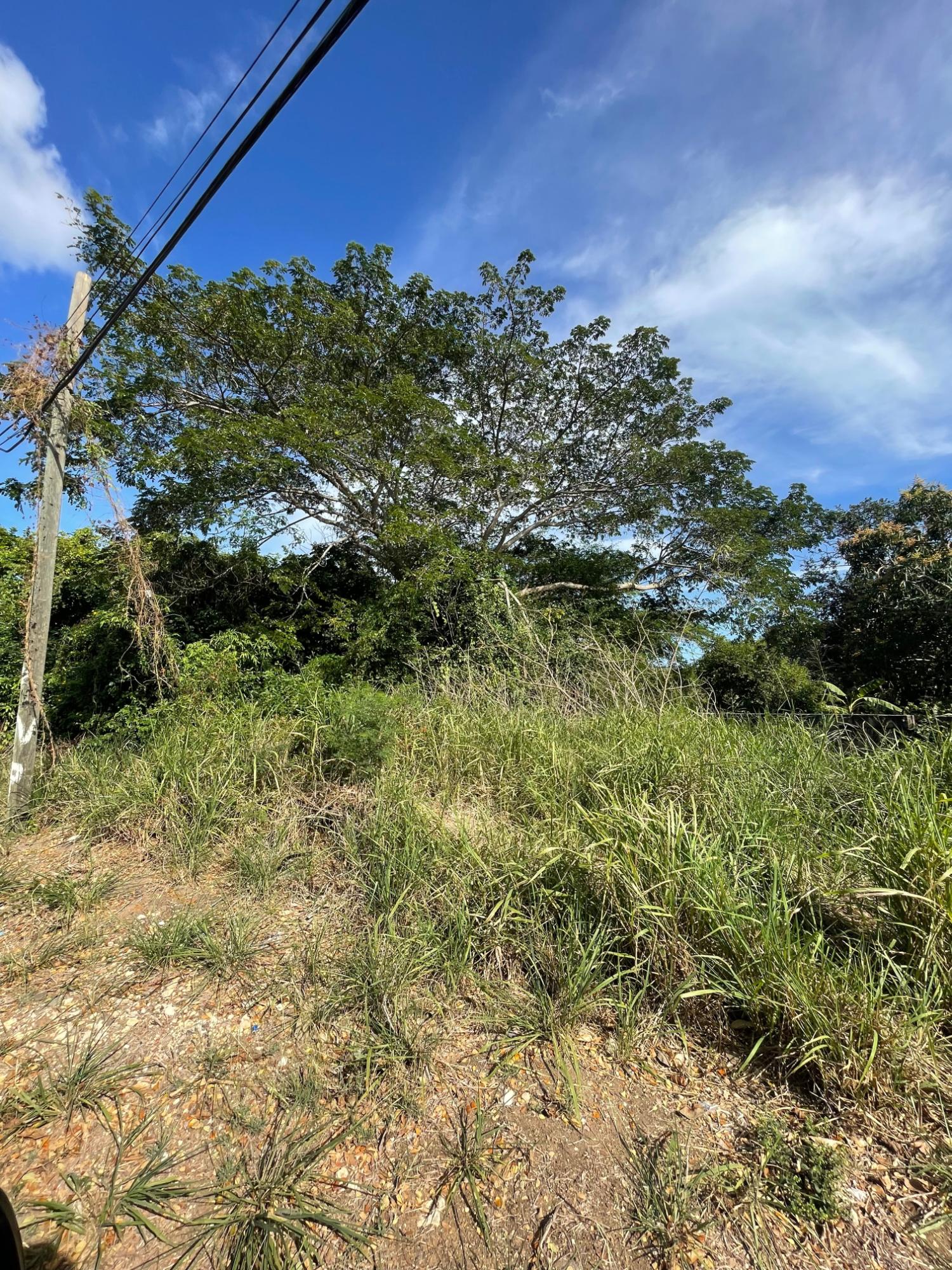 Prime-Development-Land-for-Sale-in-Clarendon-Jamaica-3-Acres Tenth image of 43 Top Halse Hall in Hayes, Clarendon, Jamaica - property is For Sale