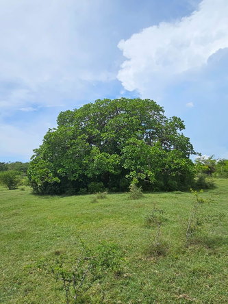 Eighth image of Friendship in Friendship, St. Elizabeth, Jamaica - property is For Sale
