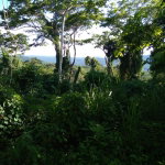 First image of Mango Valley in Boscobel, St. Mary, Jamaica - property is For Sale