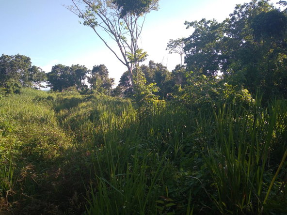 Third image of Mango Valley in Boscobel, St. Mary, Jamaica - property is For Sale