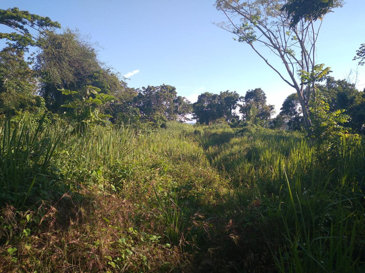 Fourth image of Mango Valley in Boscobel, St. Mary, Jamaica - property is For Sale