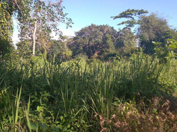Fifth image of Mango Valley in Boscobel, St. Mary, Jamaica - property is For Sale