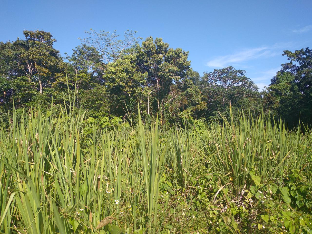 Sixth image of Mango Valley in Boscobel, St. Mary, Jamaica - property is For Sale
