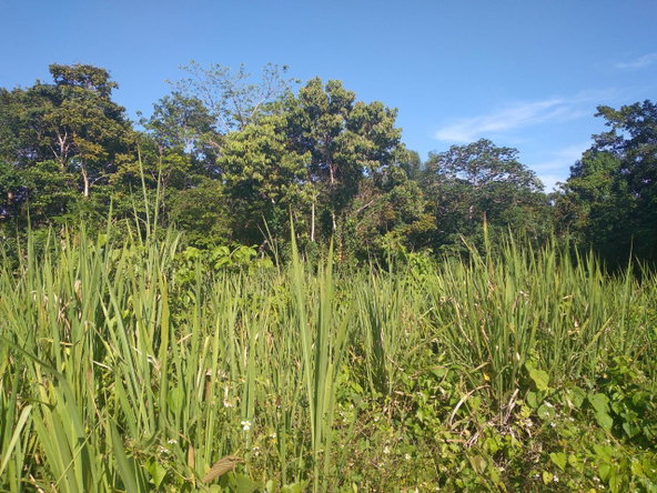 Sixth image of Mango Valley in Boscobel, St. Mary, Jamaica - property is For Sale
