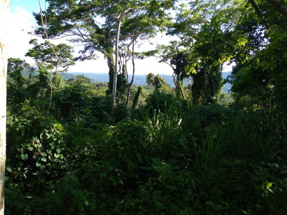 First image of Mango Valley in Boscobel, St. Mary, Jamaica - property is For Sale