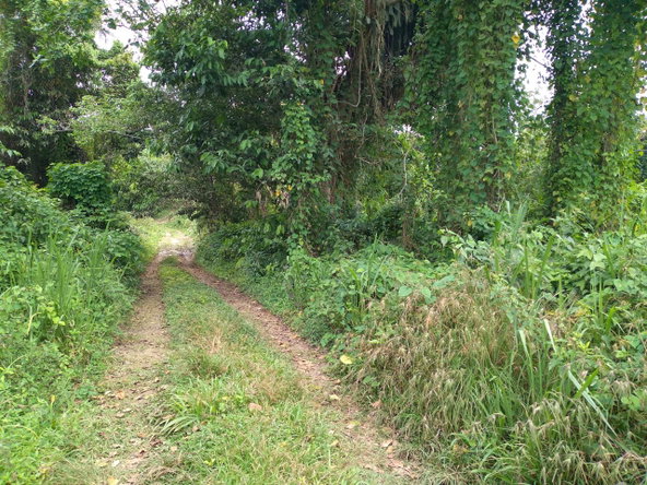 Seventh image of Mango Valley in Boscobel, St. Mary, Jamaica - property is For Sale