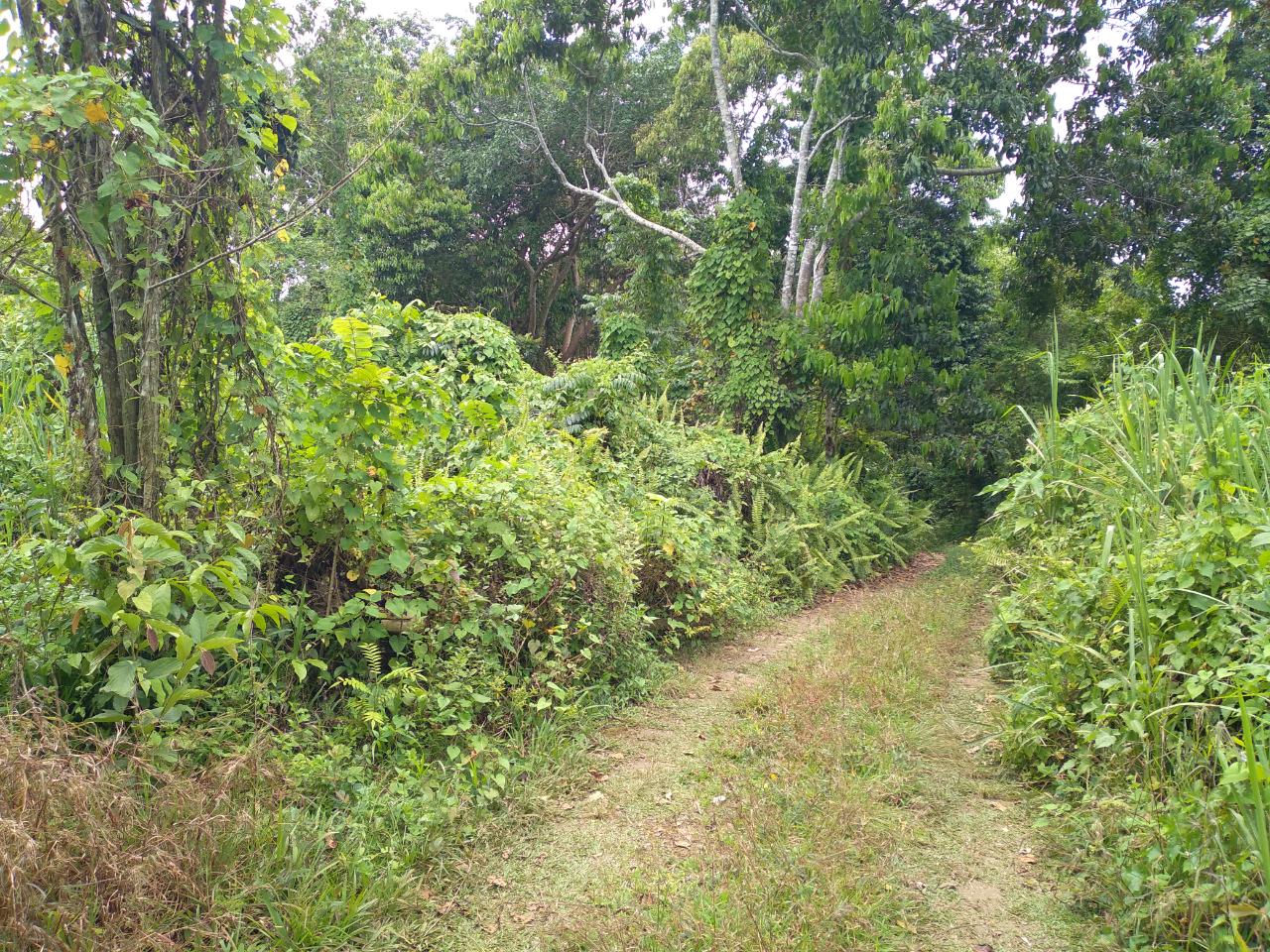 Eighth image of Mango Valley in Boscobel, St. Mary, Jamaica - property is For Sale