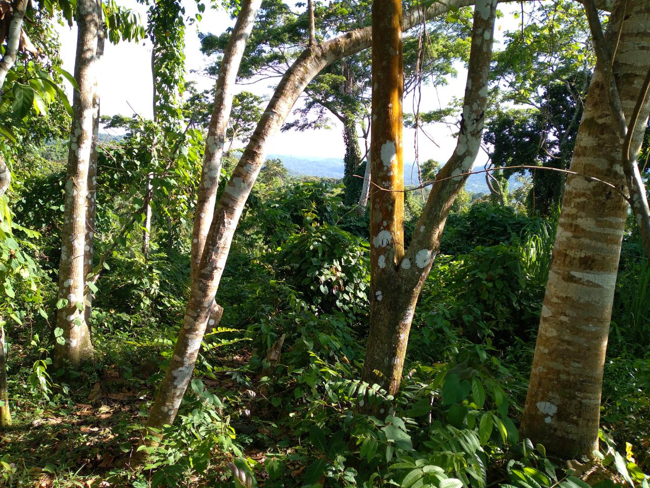 Ninth image of Mango Valley in Boscobel, St. Mary, Jamaica - property is For Sale