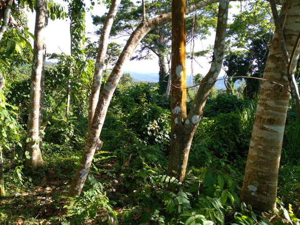 Ninth image of Mango Valley in Boscobel, St. Mary, Jamaica - property is For Sale