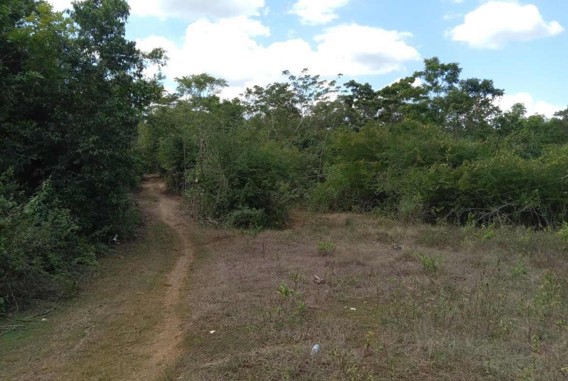 Sixth image of Lot 43- Phantiland, Goshen, st el in Goshen, St. Elizabeth, Jamaica - property is For Sale