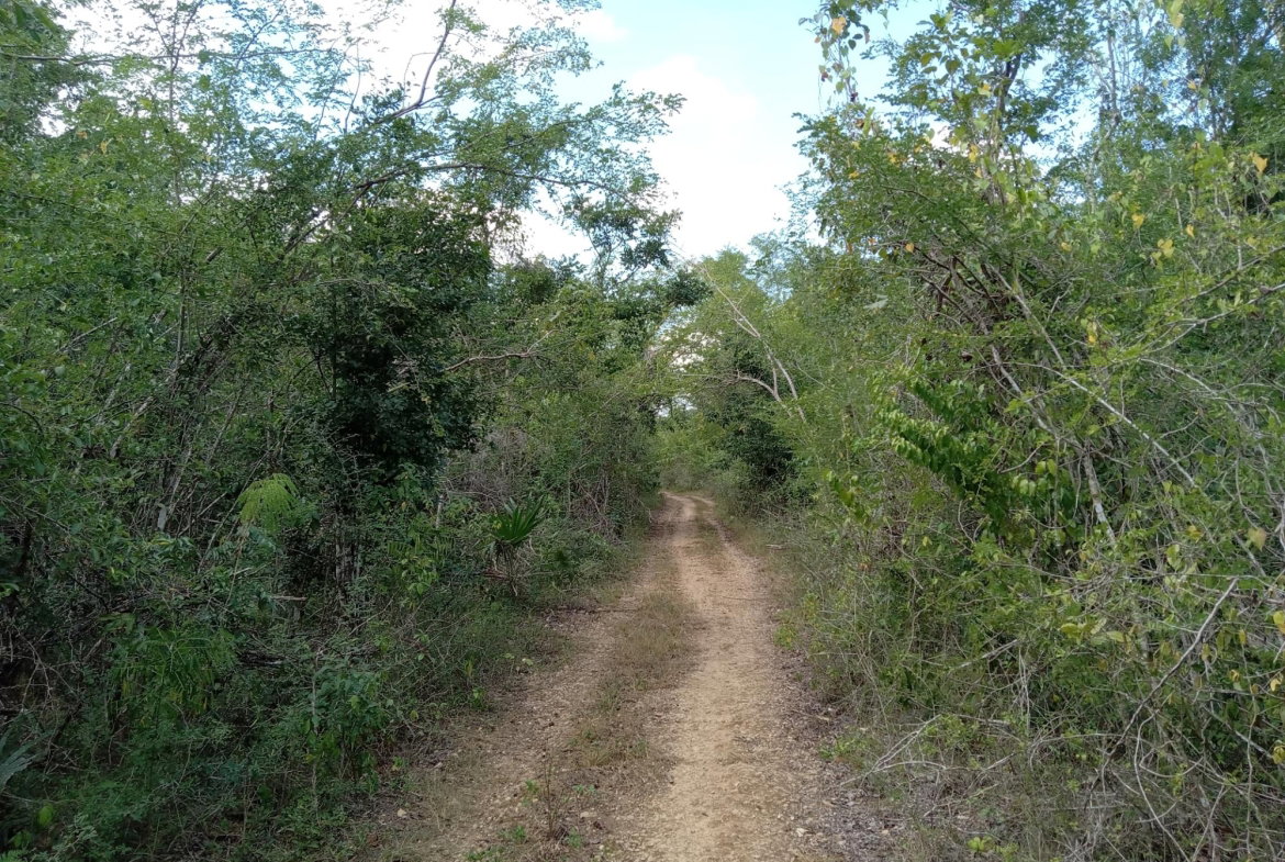 Eighth image of Lot 43- Phantiland, Goshen, st el in Goshen, St. Elizabeth, Jamaica - property is For Sale
