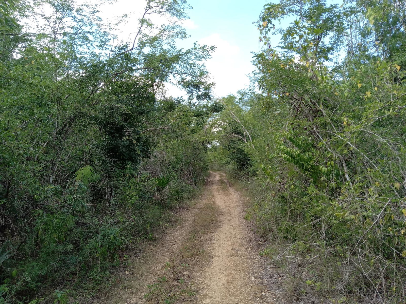 Eighth image of Lot 43- Phantiland, Goshen, st el in Goshen, St. Elizabeth, Jamaica - property is For Sale