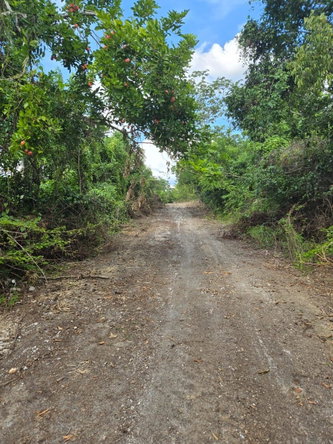 Fifth image of Cemetery Road in Goshen, St. Elizabeth, Jamaica - property is For Sale