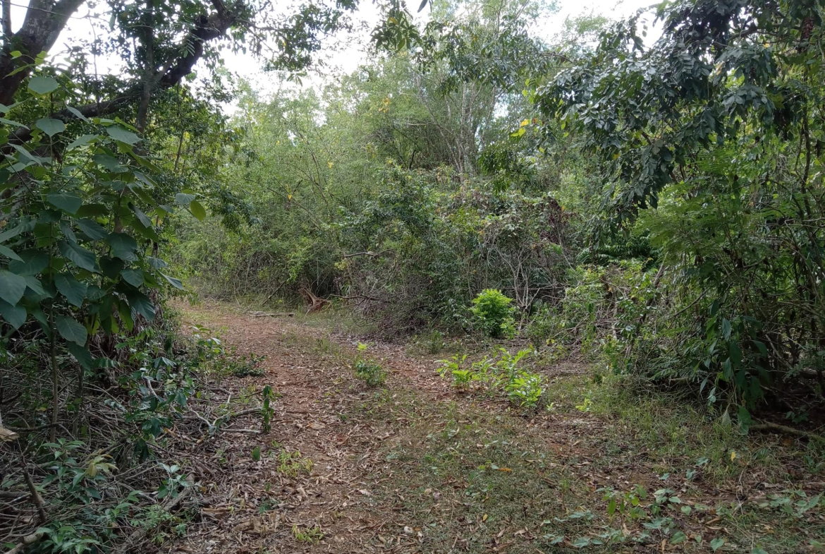 Second image of Lot 43- Phantiland, Goshen, st el in Goshen, St. Elizabeth, Jamaica - property is For Sale