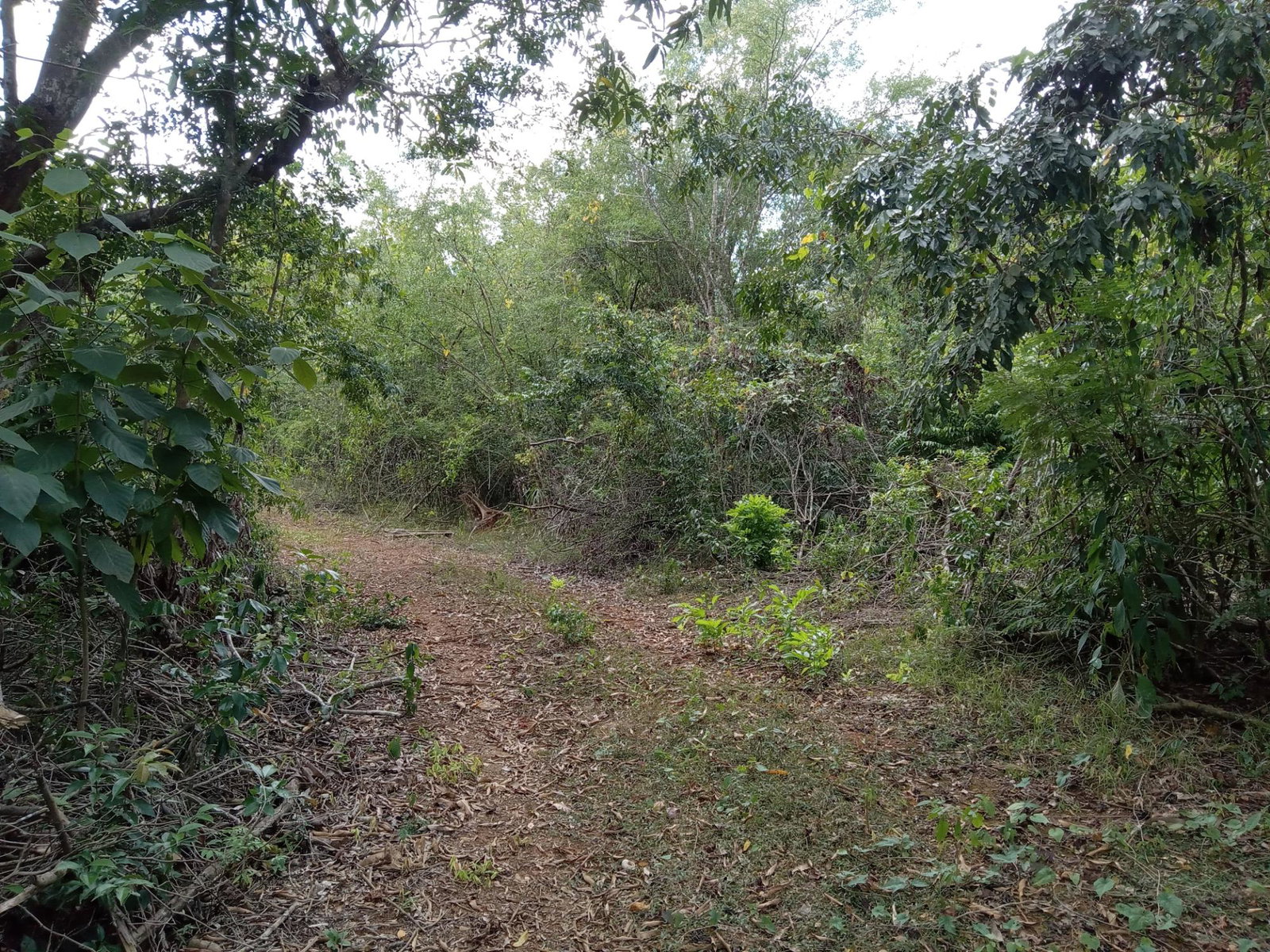 Second image of Lot 43- Phantiland, Goshen, st el in Goshen, St. Elizabeth, Jamaica - property is For Sale