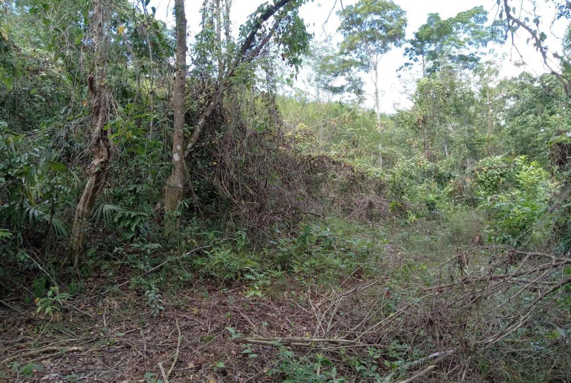 Third image of Lot 43- Phantiland, Goshen, st el in Goshen, St. Elizabeth, Jamaica - property is For Sale