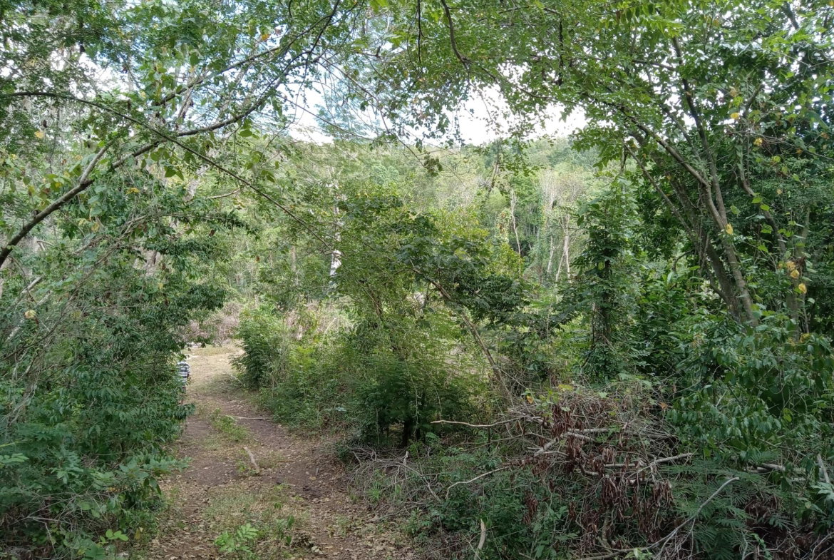 Fourth image of Lot 43- Phantiland, Goshen, st el in Goshen, St. Elizabeth, Jamaica - property is For Sale
