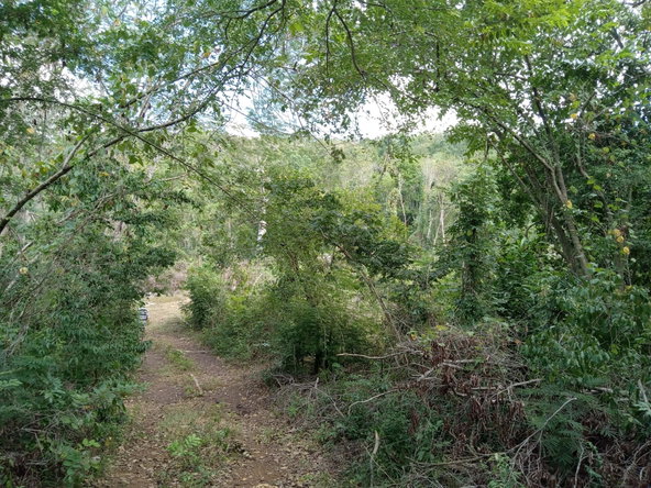 Fourth image of Lot 43- Phantiland, Goshen, st el in Goshen, St. Elizabeth, Jamaica - property is For Sale