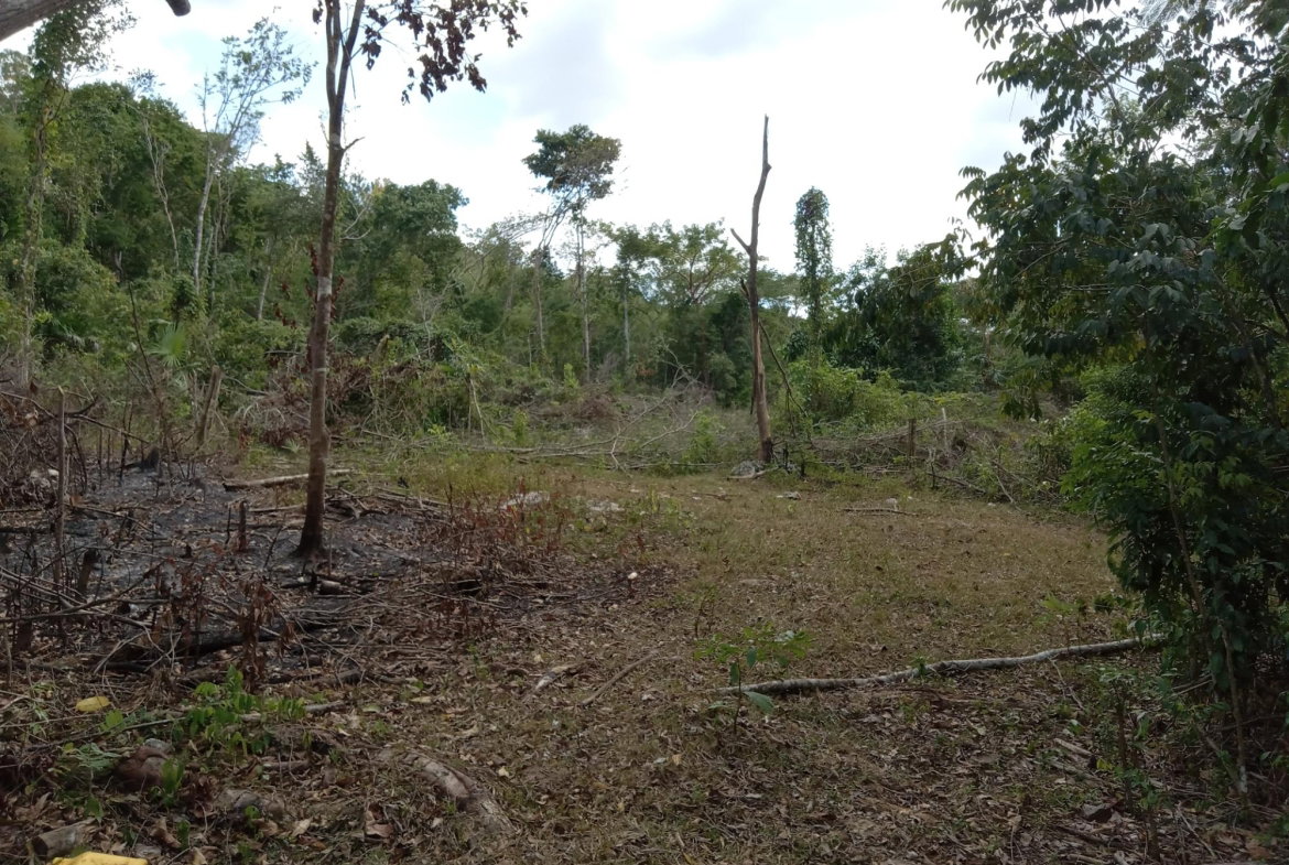 Fifth image of Lot 43- Phantiland, Goshen, st el in Goshen, St. Elizabeth, Jamaica - property is For Sale