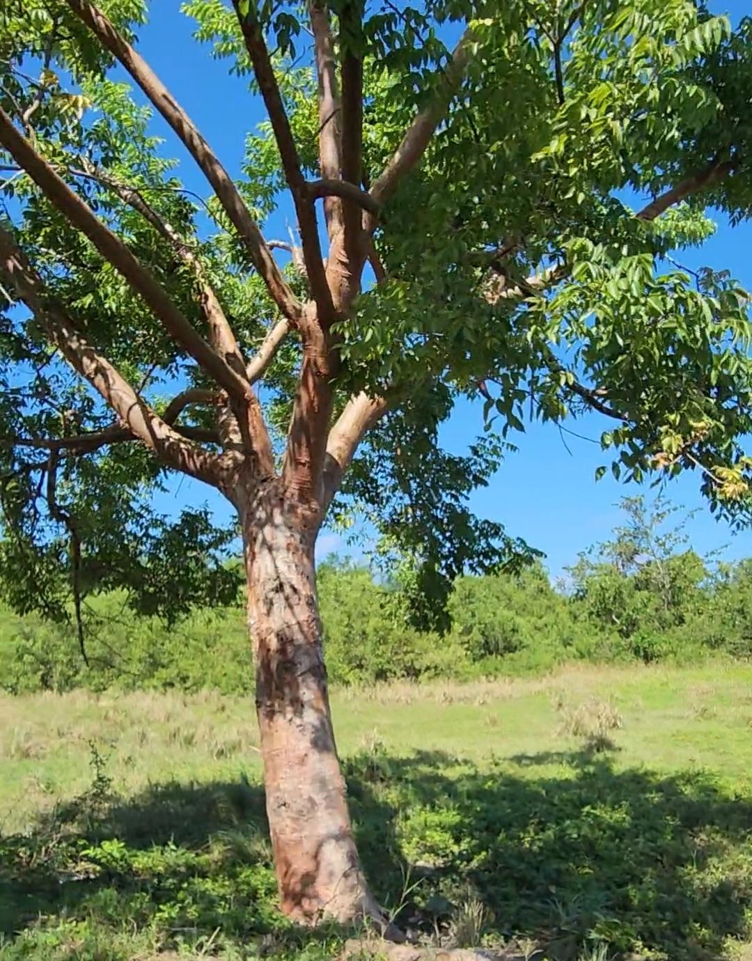 Prime-Residential-Land-for-Sale-in-Hanover-Jamaica-Build-Your-Dream-Home Second image of Lot 14 Haughton Court in Lucea, Hanover, Jamaica - property is For Sale
