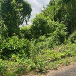 First image of 39 Chewmagna in Balaclava, St. Elizabeth, Jamaica - property is For Sale
