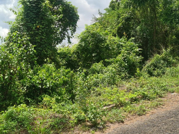 First image of 39 Chewmagna in Balaclava, St. Elizabeth, Jamaica - property is For Sale