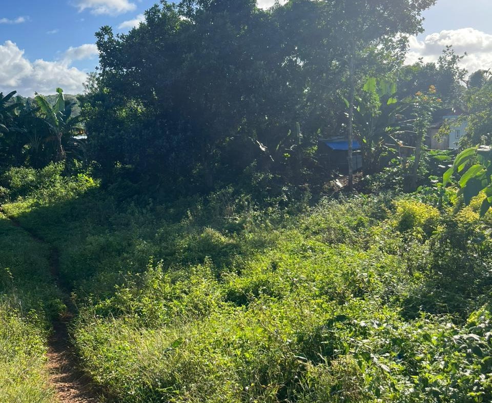 Fifth image of Eddesfield in Boscobel, St. Mary, Jamaica - property is For Sale