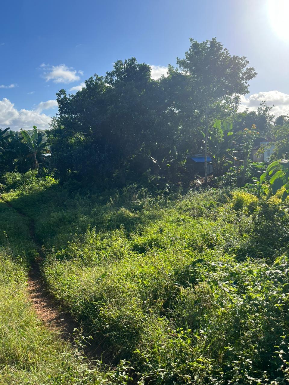 Fifth image of Eddesfield in Boscobel, St. Mary, Jamaica - property is For Sale