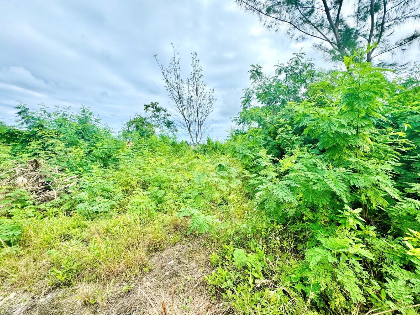 Second image of Boscobel in Boscobel, St. Mary, Jamaica - property is For Sale