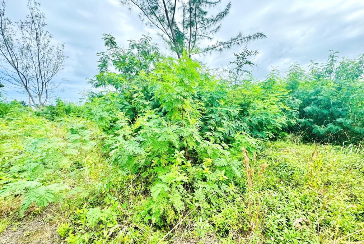 First image of Boscobel in Boscobel, St. Mary, Jamaica - property is For Sale