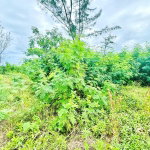 First image of Boscobel in Boscobel, St. Mary, Jamaica - property is For Sale