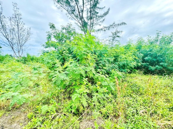 First image of Boscobel in Boscobel, St. Mary, Jamaica - property is For Sale