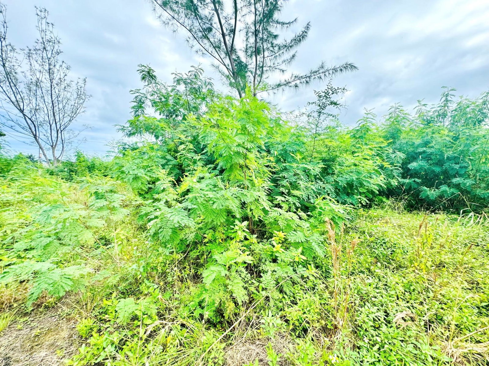 First image of Boscobel in Boscobel, St. Mary, Jamaica - property is For Sale