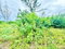 First image of Boscobel in Boscobel, St. Mary, Jamaica - property is For Sale
