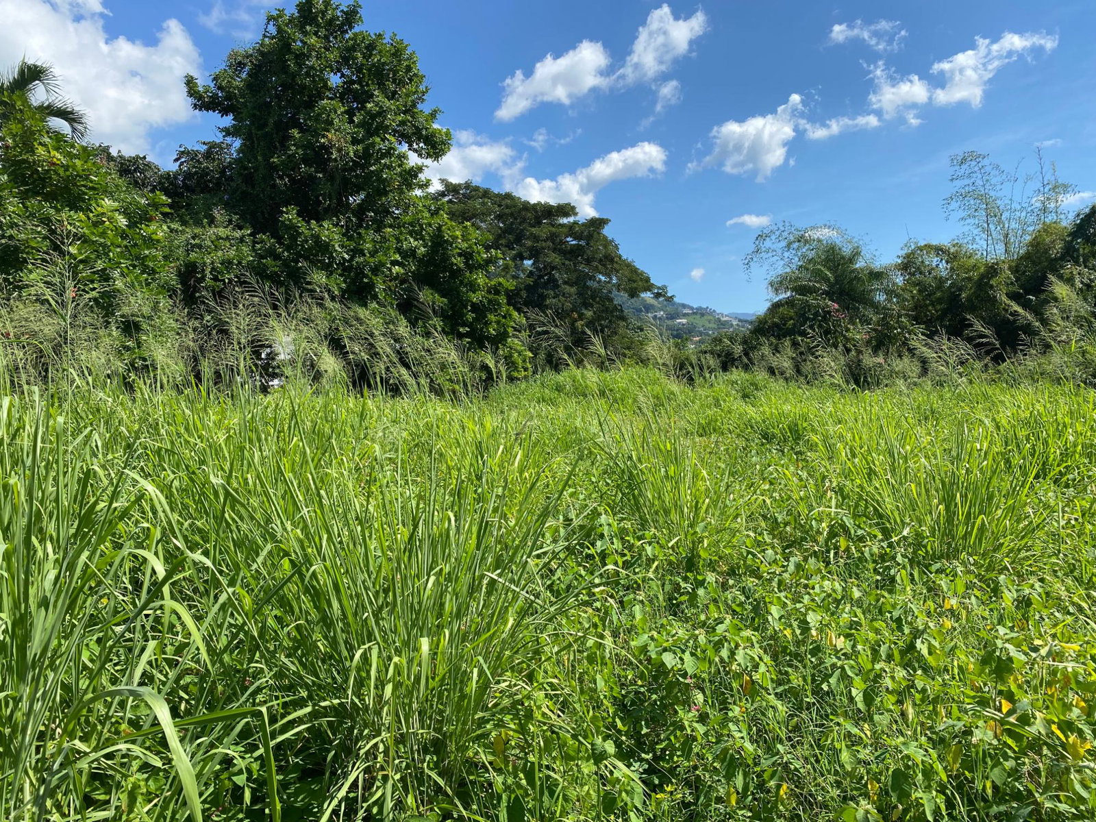 Sixth image of Carole Crescent in Kingston 8, St. Andrew, Jamaica - property is For Sale