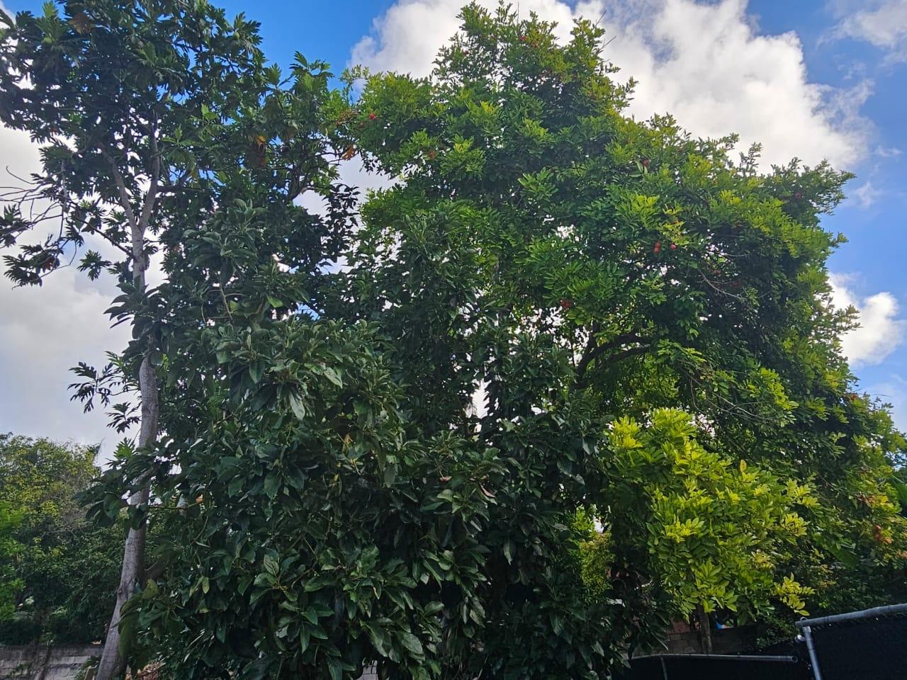 Prime-Residential-Lot-for-Sale-in-Coral-Gardens-Jamaica Fifth image of Lot #413 Melrose Terrace Coral Gar in Montego Bay, St. James, Jamaica - property is For Sale
