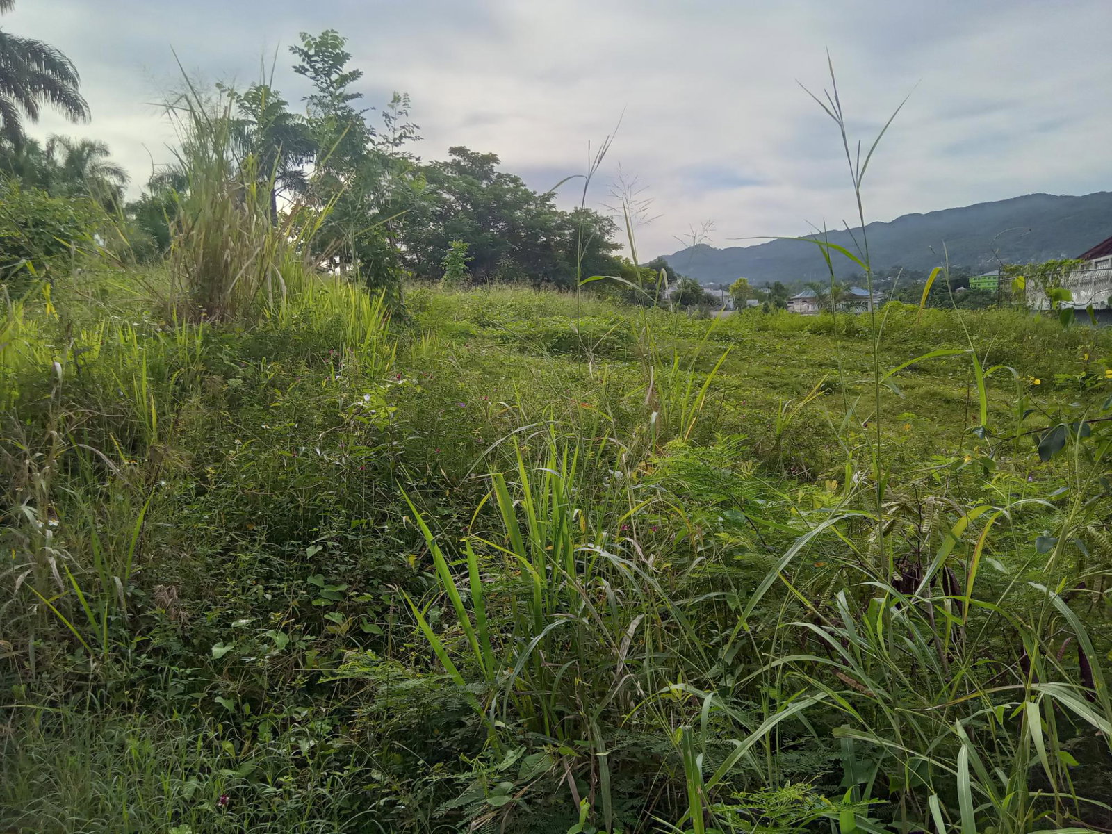 Second image of Lot 6 Fairfield Estate in Fairfield, St. James, Jamaica - property is For Sale
