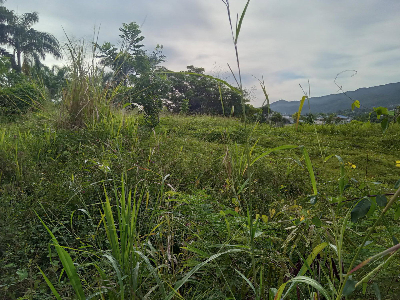 Fourth image of Lot 6 Fairfield Estate in Fairfield, St. James, Jamaica - property is For Sale