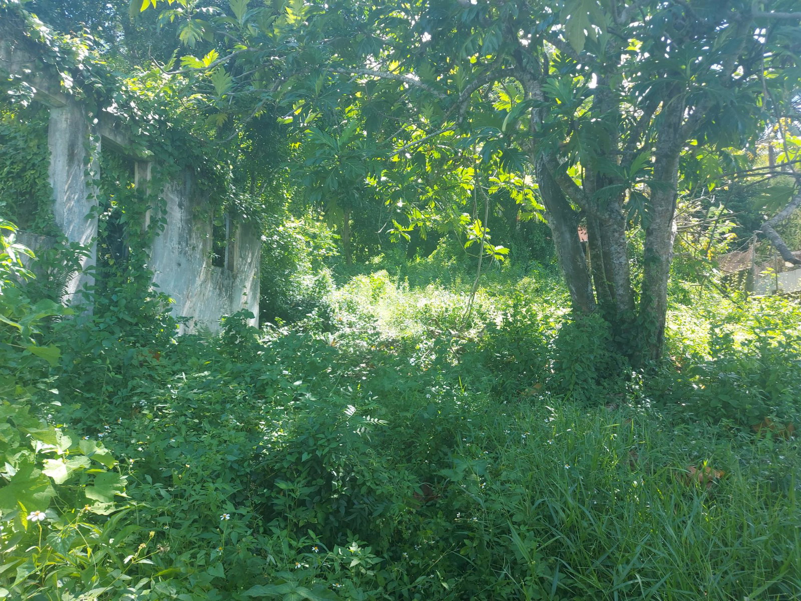 Fourth image of 7 Ramble Hill Road in Bogue, St. James, Jamaica - property is For Sale