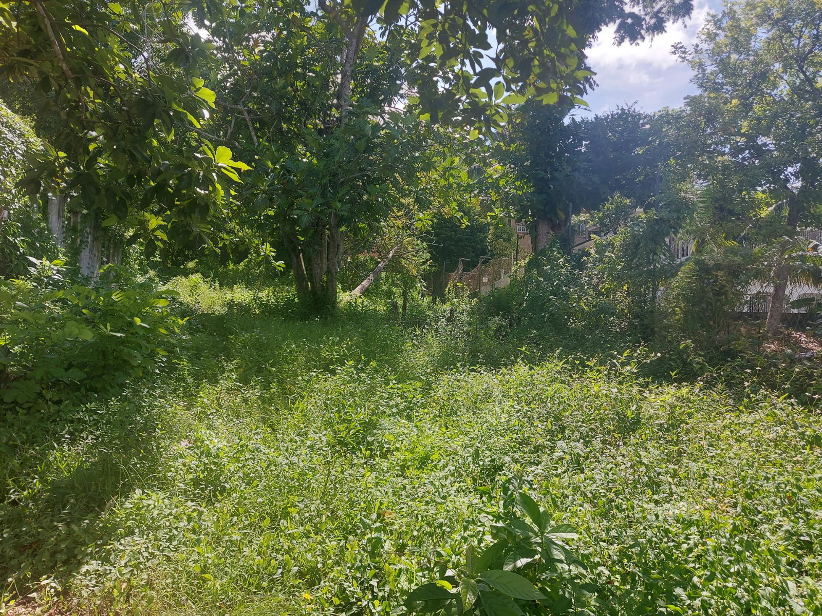 Fifth image of 7 Ramble Hill Road in Bogue, St. James, Jamaica - property is For Sale