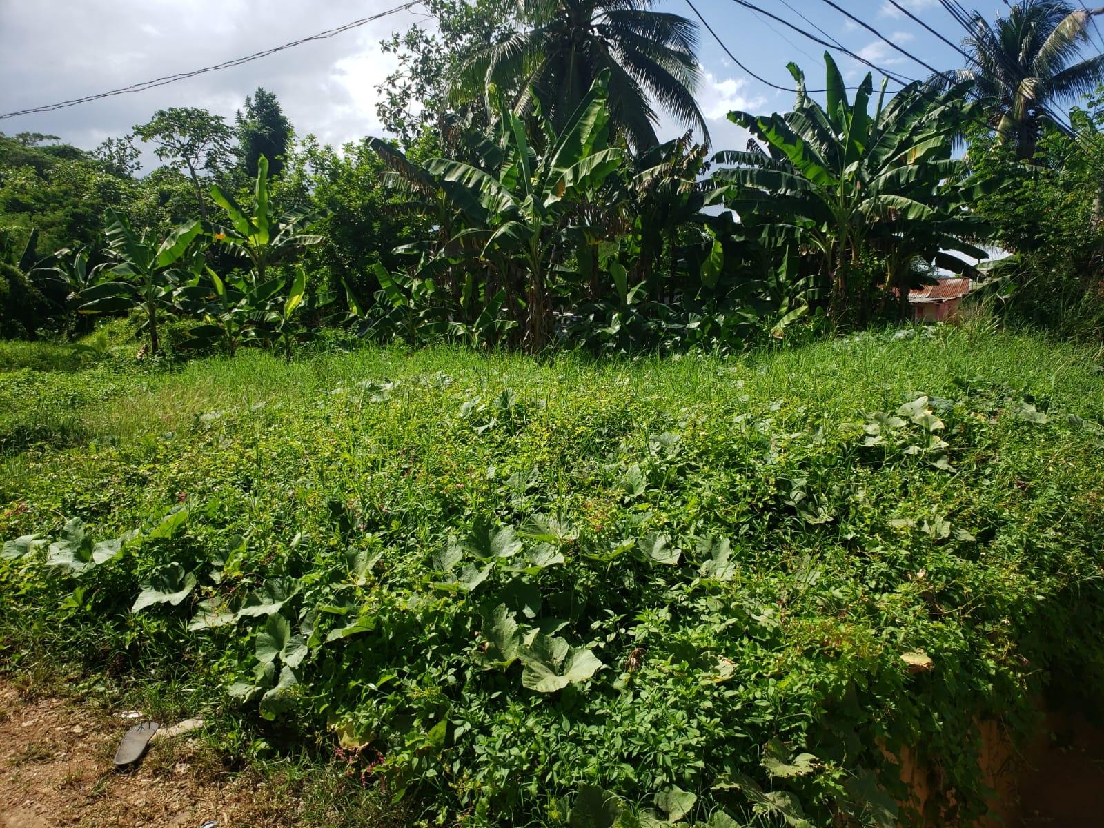 Third image of Land Part of Santa Cruz in Santa Cruz, St. Elizabeth, Jamaica - property is For Sale