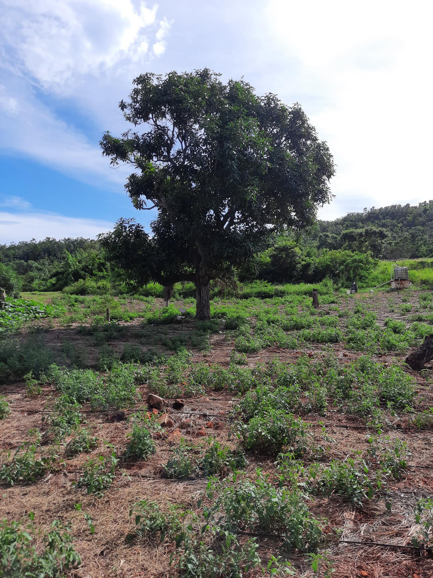 Second image of Ridge, St. Elizabeth in Junction, St. Elizabeth, Jamaica - property is For Sale