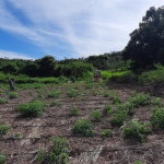 First image of Ridge, St. Elizabeth in Junction, St. Elizabeth, Jamaica - property is For Sale