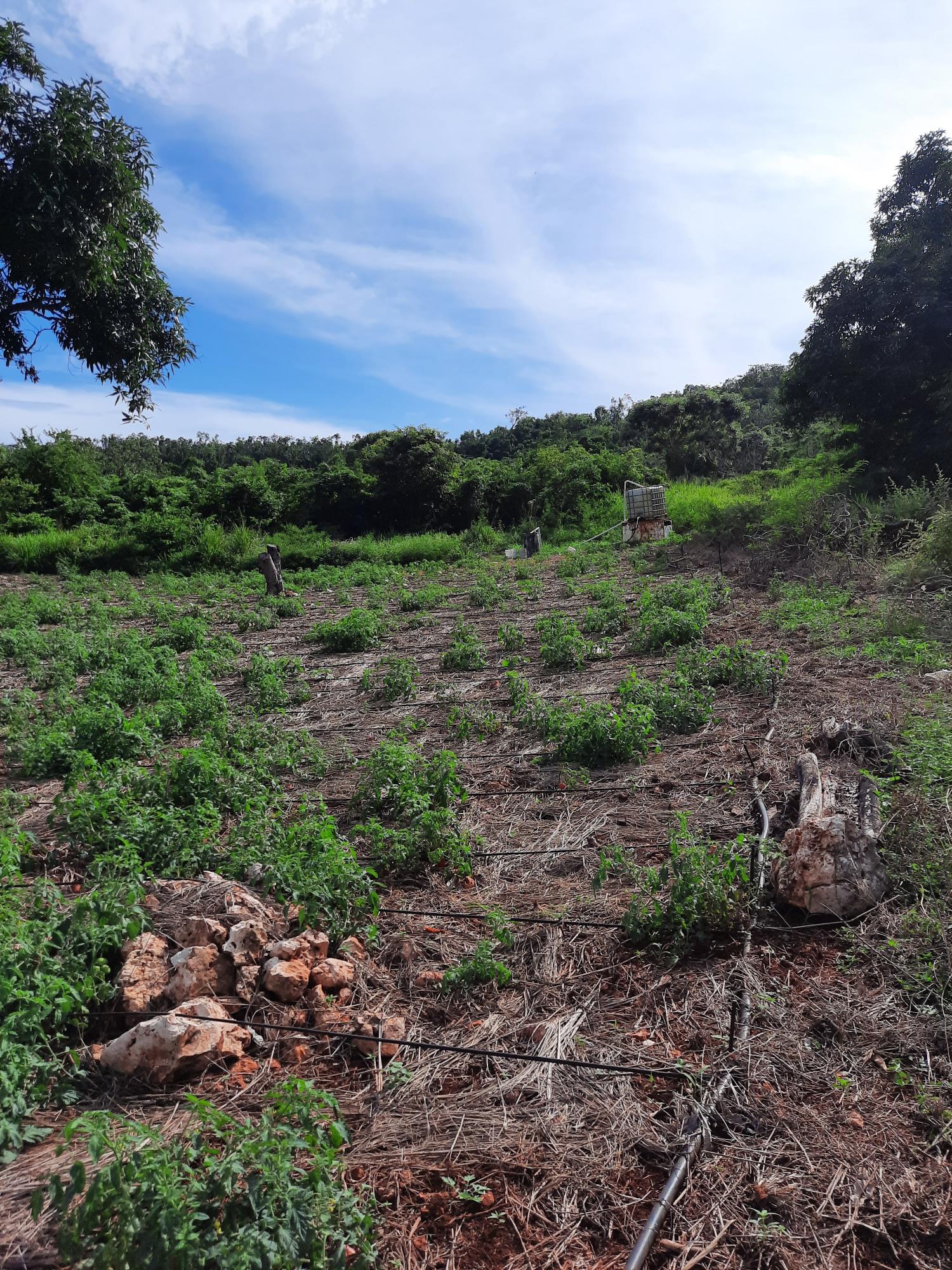 Third image of Ridge, St. Elizabeth in Junction, St. Elizabeth, Jamaica - property is For Sale